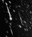 1966 Leonid storm from Kitt Peak Observatory